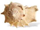 a pretty seashell